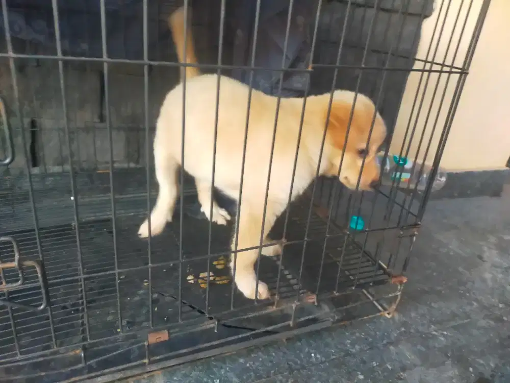 dijual anak anjing