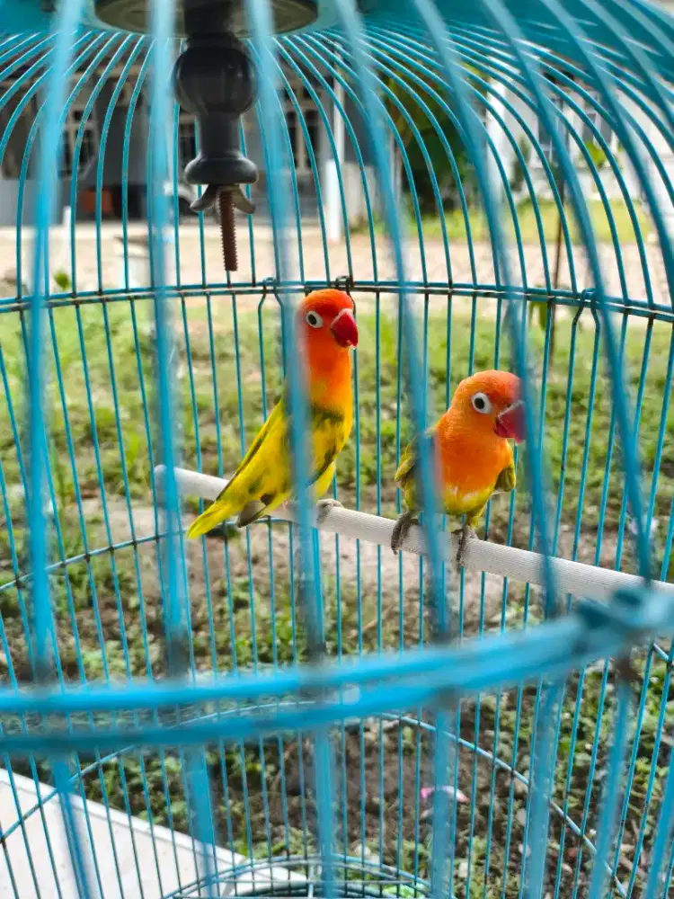 Burung lovebird