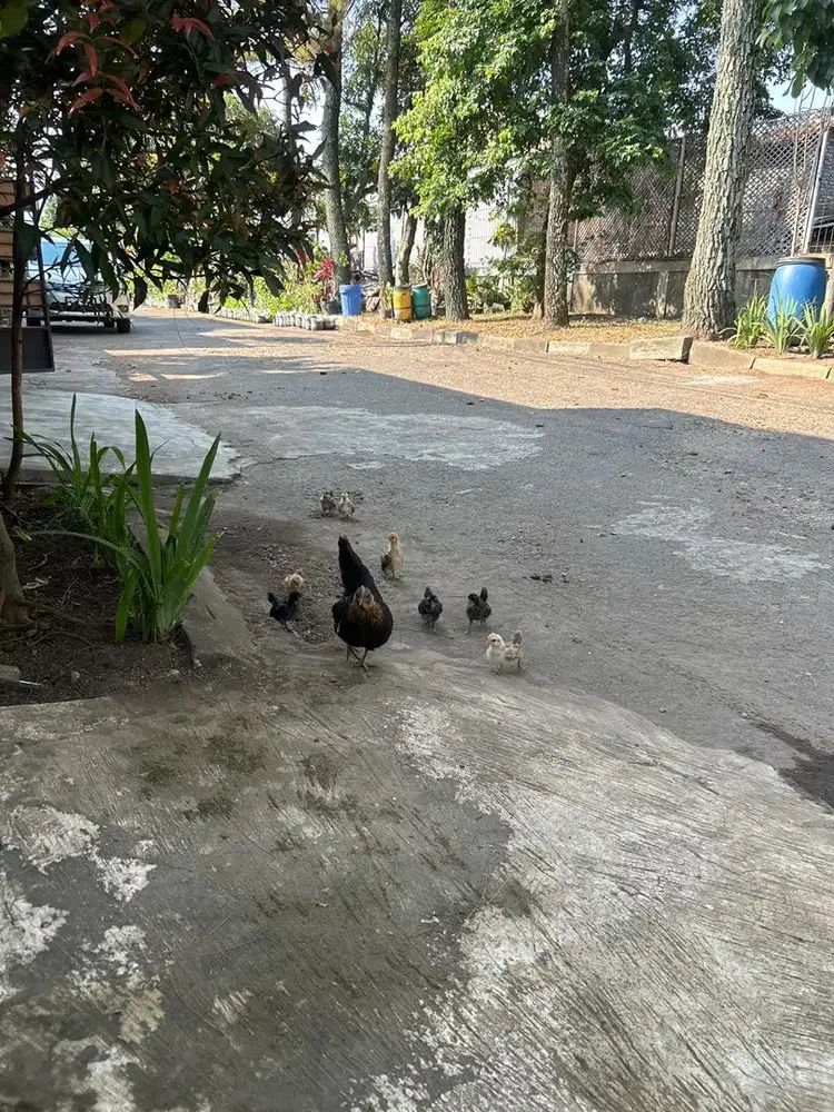 Ayam kate dan kandangnya