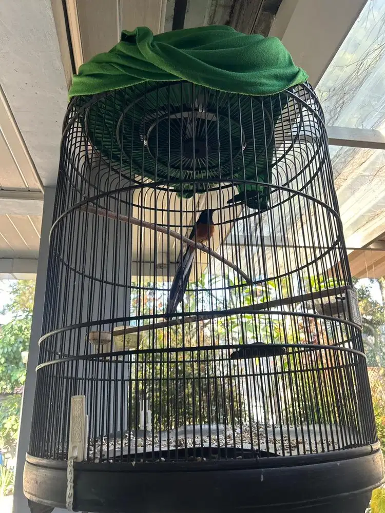 Burung murai gacor harian