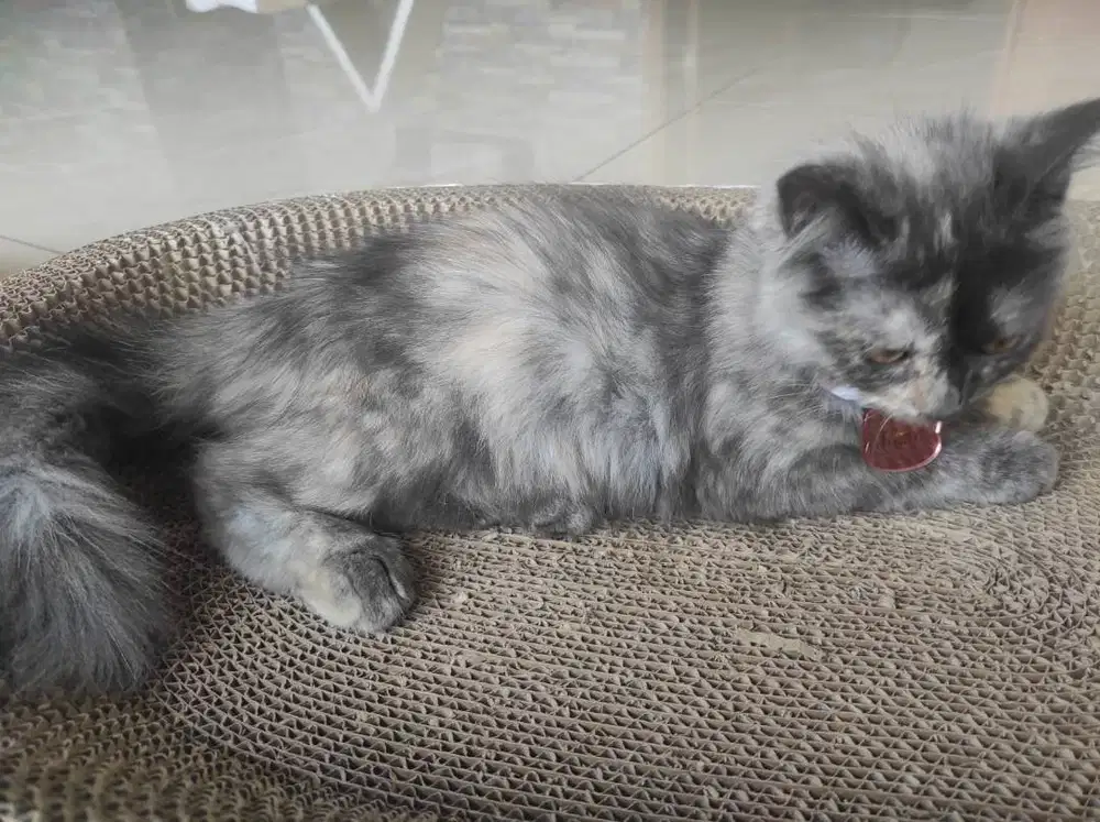 Kucing Persia 4.5 Bulan Sehat & Vaksin F2