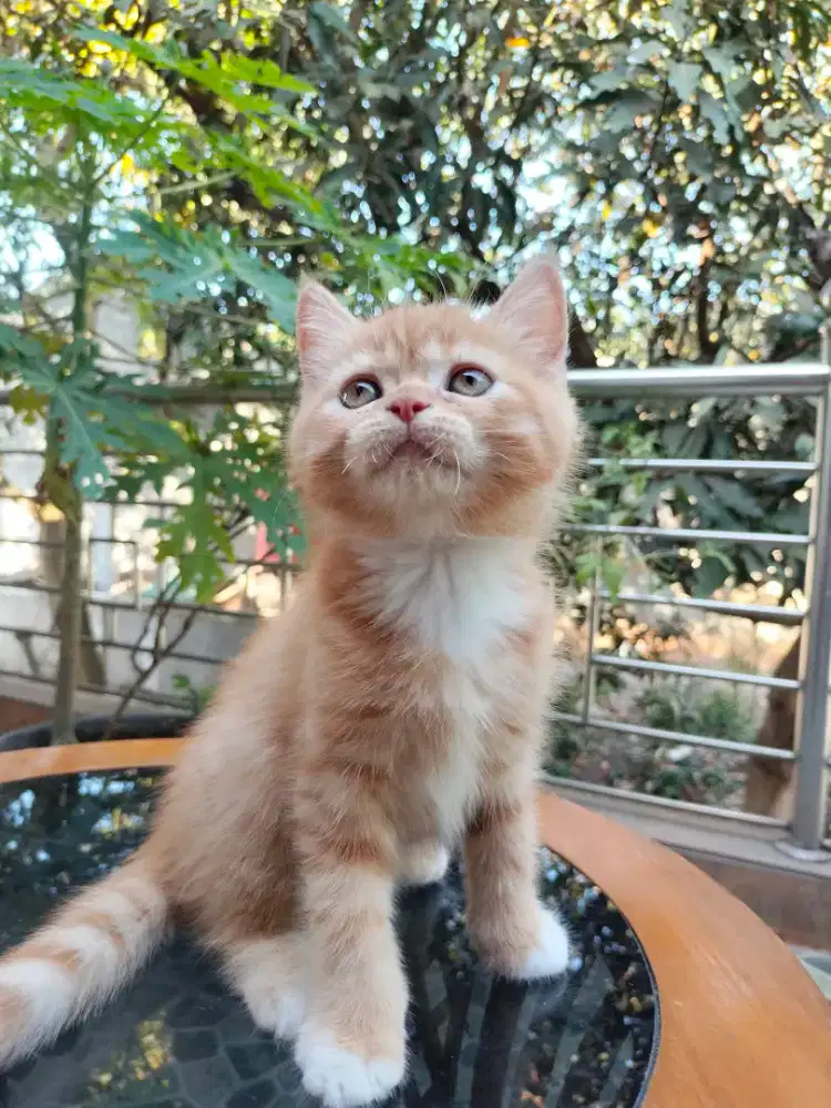 Kucing exo mix munchkin