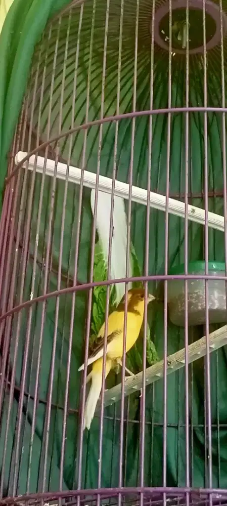 kenari F1 bon kuning gacor