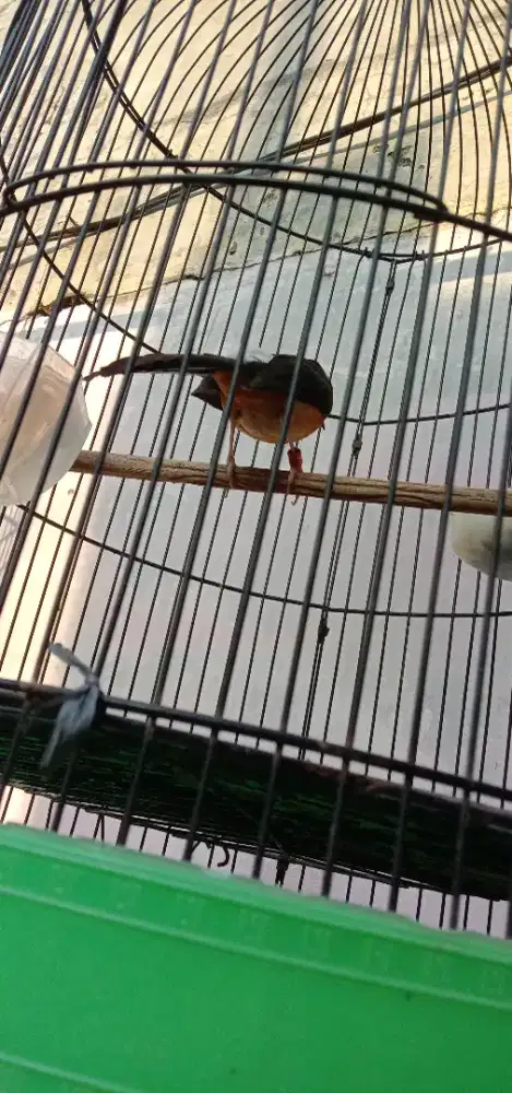 Murai betina darah balak