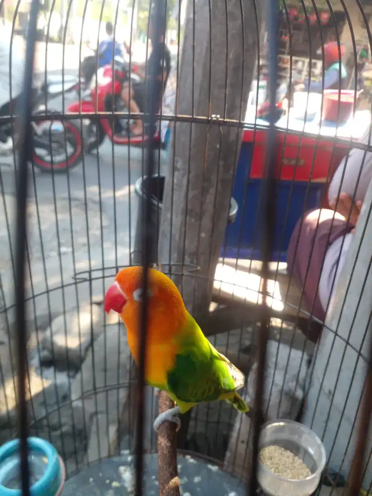 Labert biola green umur 2 bulan setengah grece labert nya