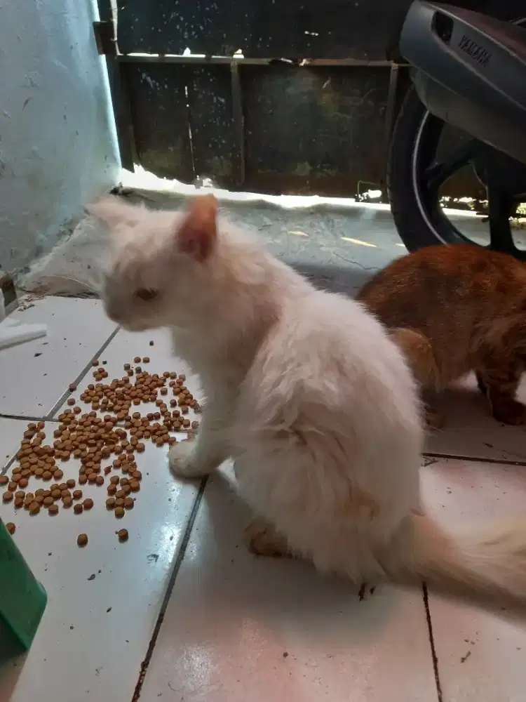 Kucing Persia dan anggora