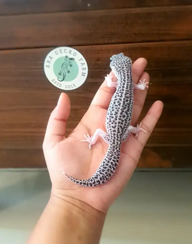 Leopard Gecko Ara Gecko