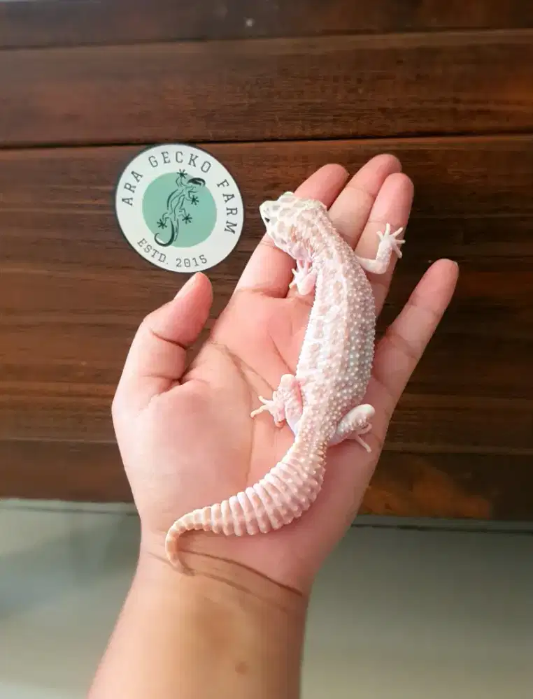 Leopard Gecko Ara Gecko