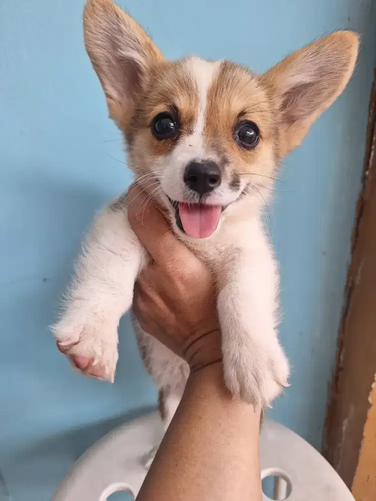 Dijual anakan corgi betina