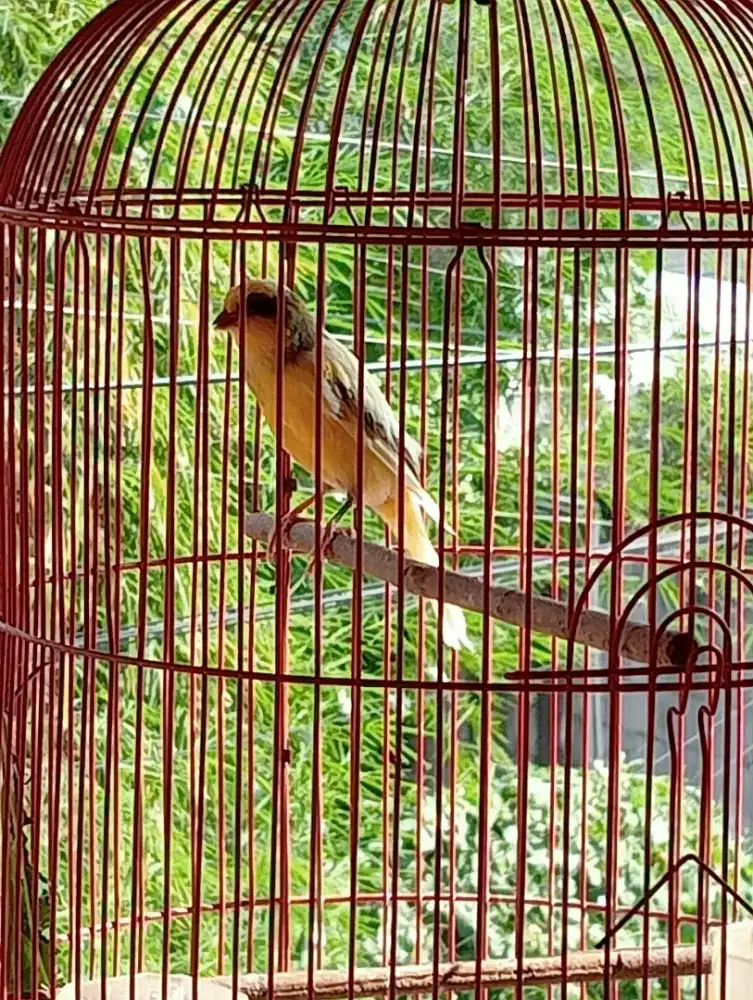 Di jual burung kenari f1( burung aja)