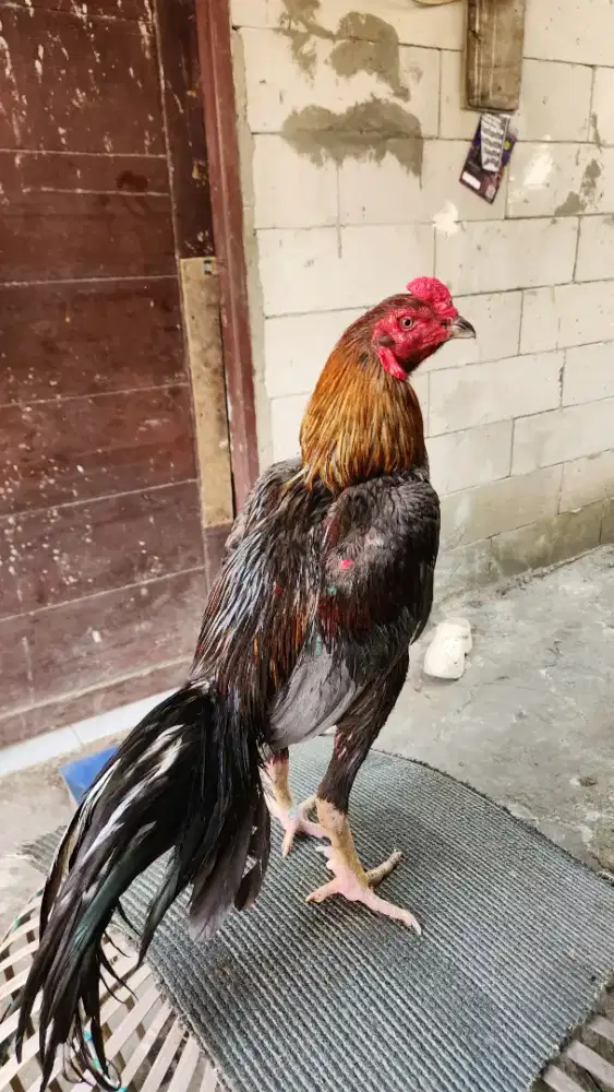 AYAM BANGKOK PUKUL BERAT