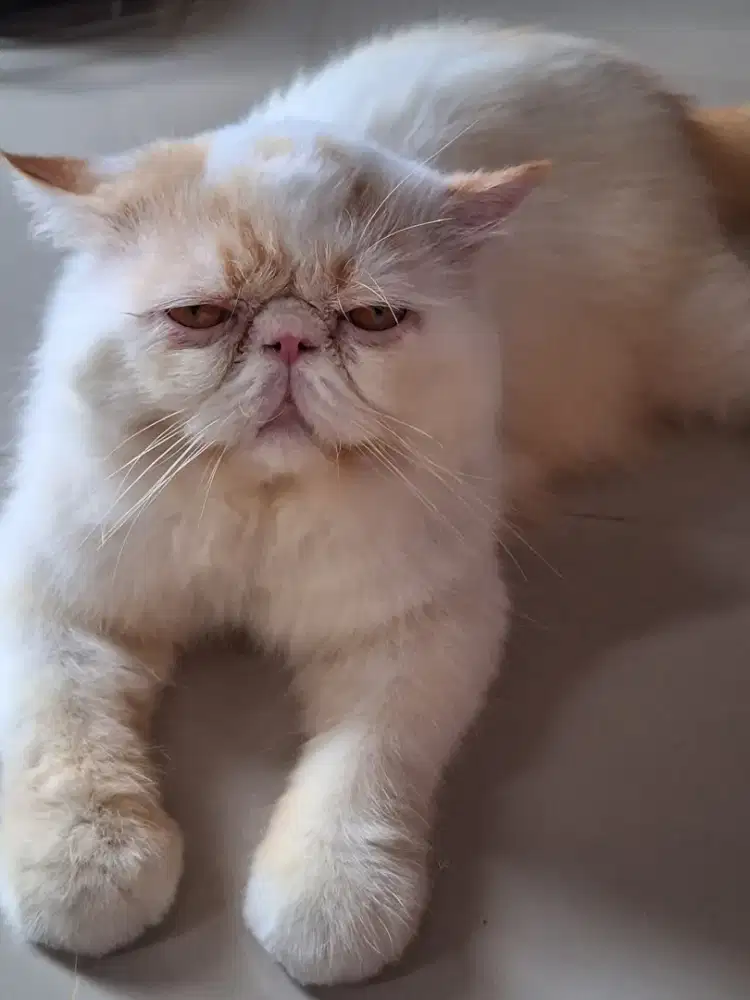 Kucing persia peaknose long hair jantan. Belum di kebiri
