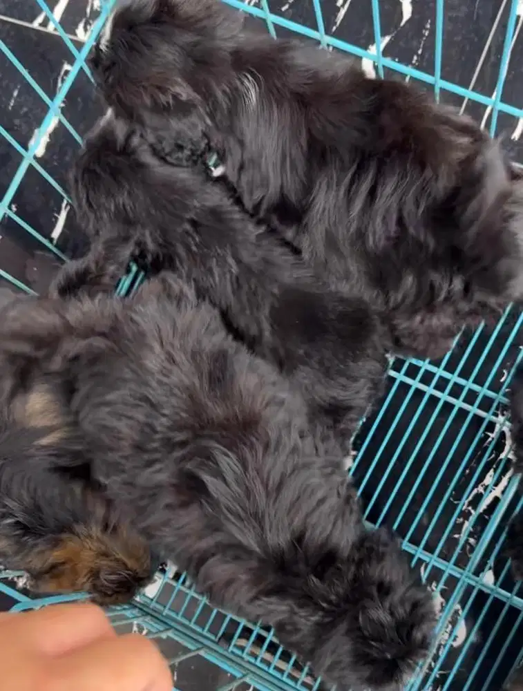 For Sale Puppy Shih Tzu Mix Poodle