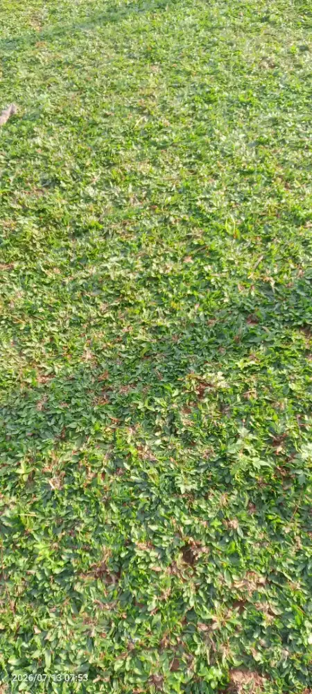 Rumput gajah mini