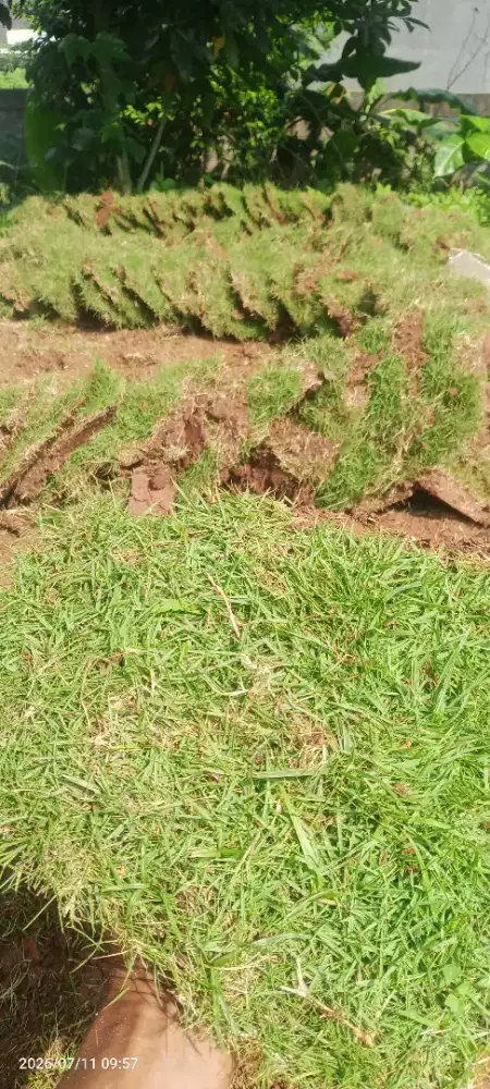 Rumput jepang/Peking