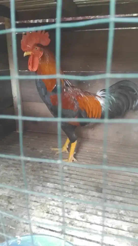 Ayam kampung jantan
