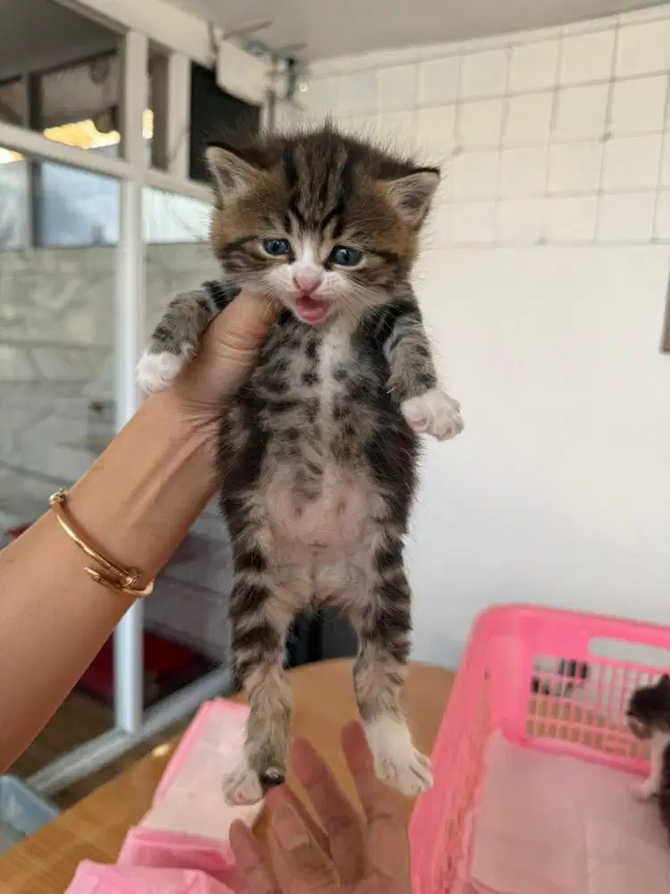 Jual kucing BSH pure & BSH mix Persia