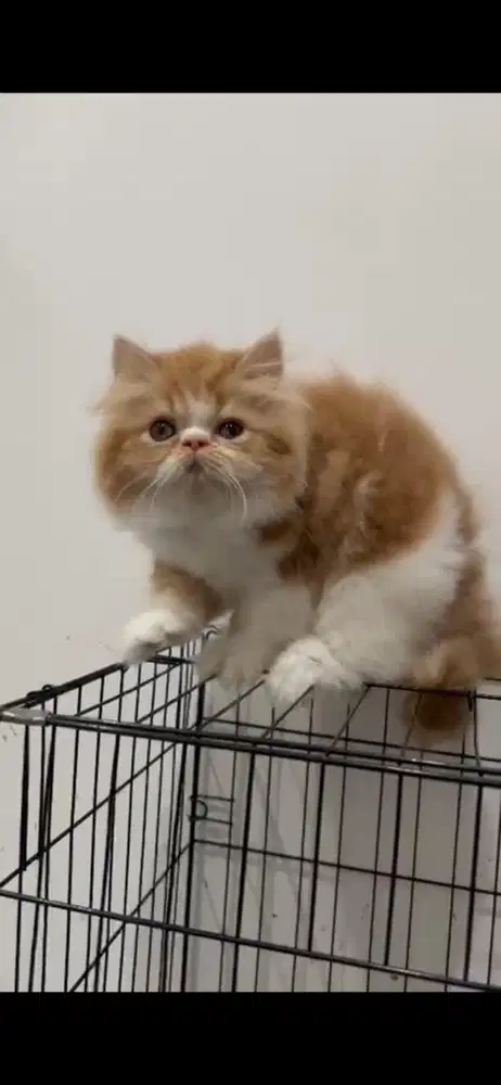 kucing persia 3 bulan betina