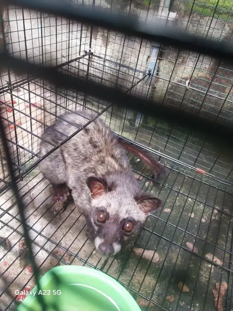 MUSANG PANDAN BETINA