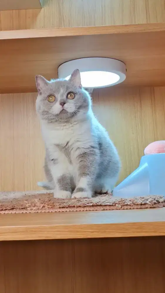 Kucing British Shorthair BSH
