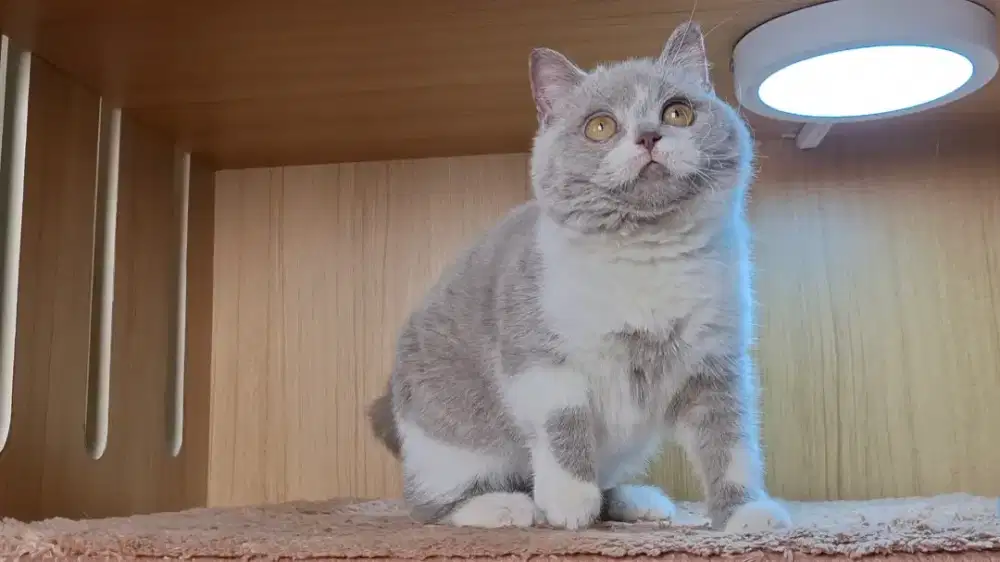 KUCING BSH BRITISH SHORTHAIR