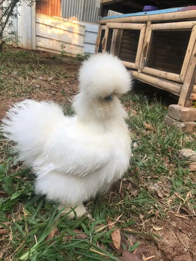 Ayam Amerikan Silkie (paket 3 ekor)