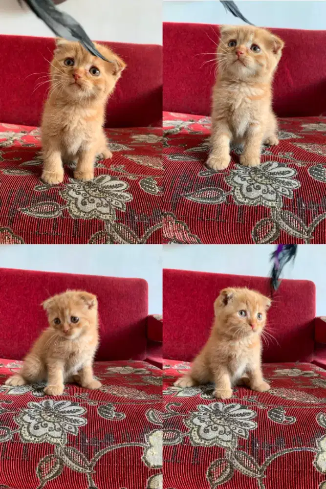 Kitten Scottish fold