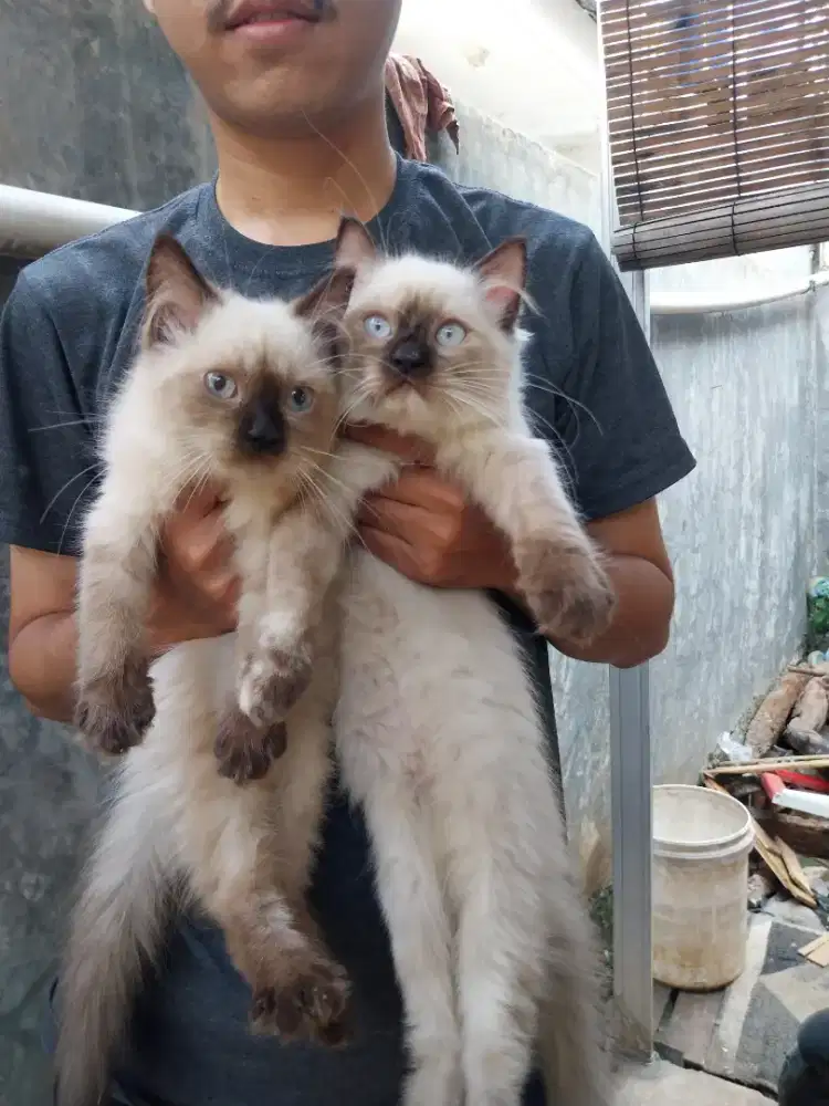 HIMALAYA SELPOIN 3BULAN