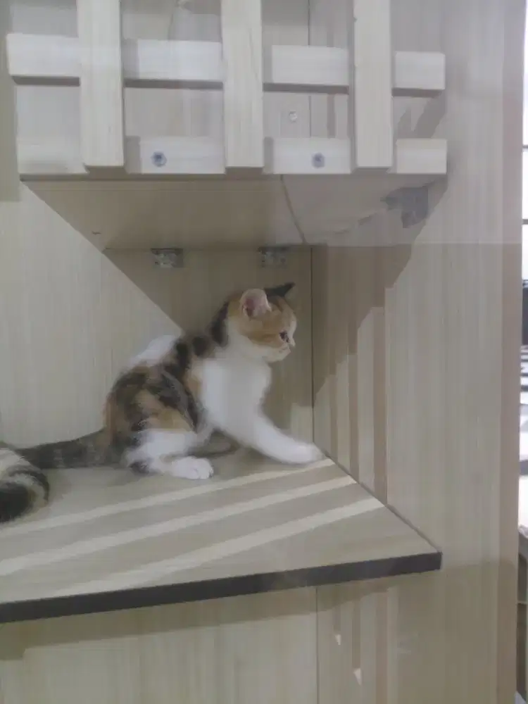 Lepas adopt persilangan munchkin sama BSH