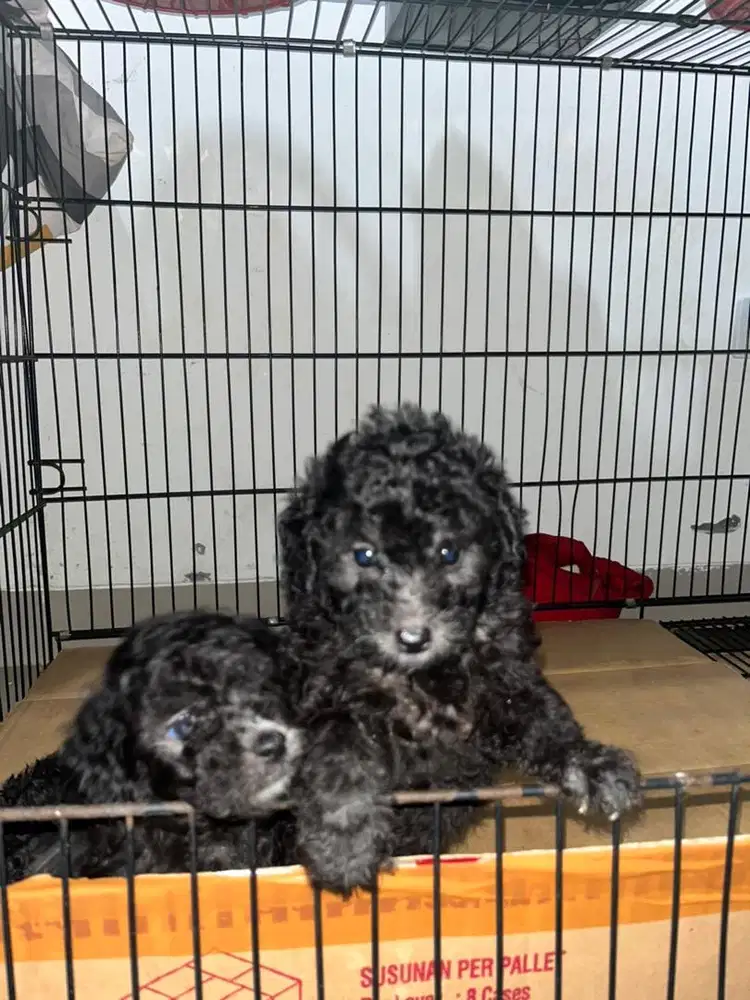 Anak anjing poodle