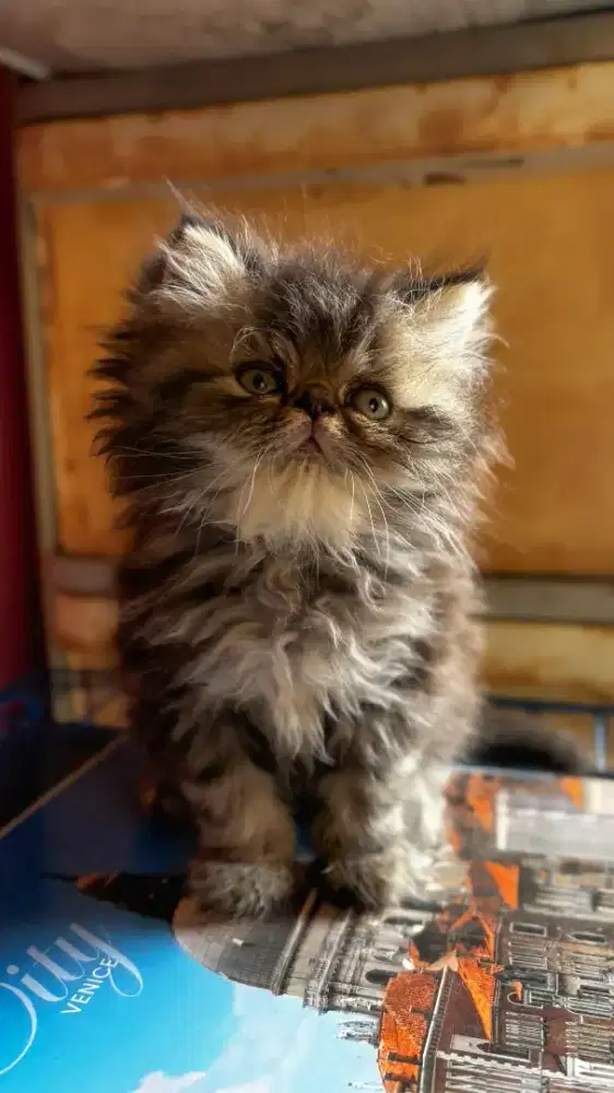 Kucing persia peaknose marbel