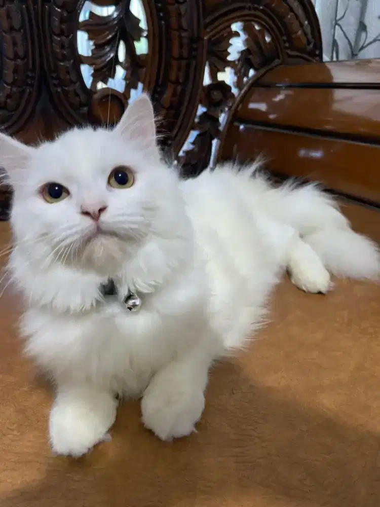 kucing persia ragdoll