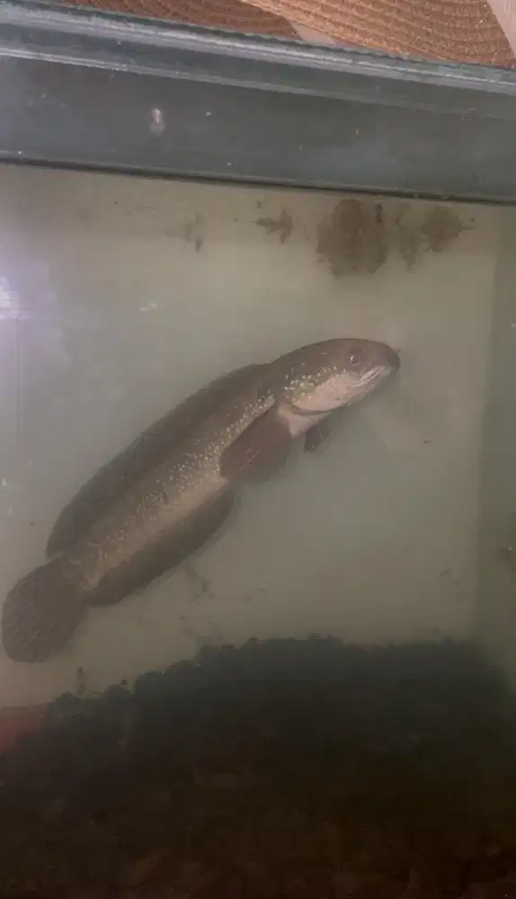 Channa asiatica size 28cm rsws