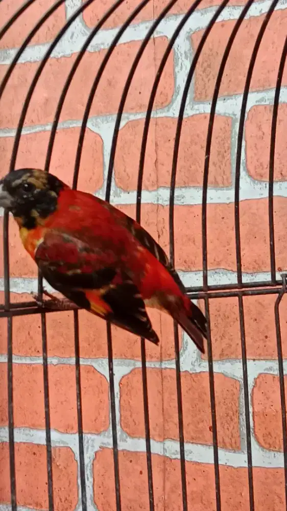 RED SISKIN PEDAS