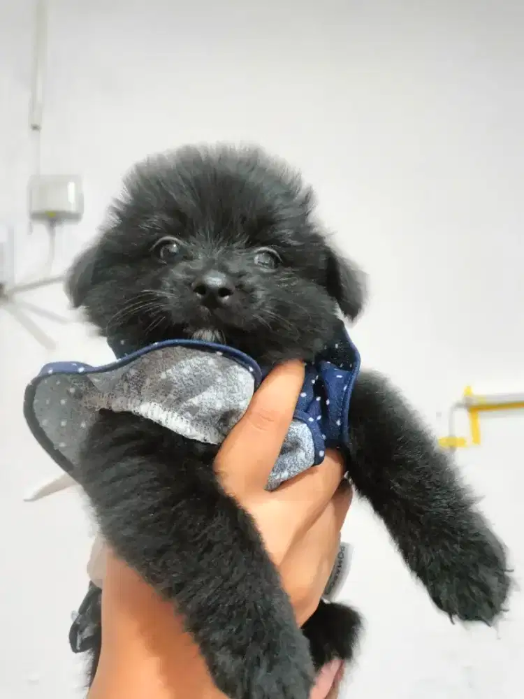 Pomeranian mix 1,5 bulan