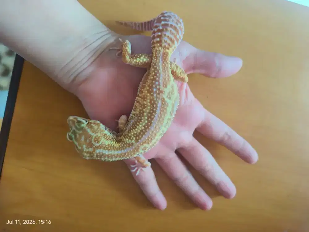 Jual Gecko Dewasa Betina Salur Pink Yellow