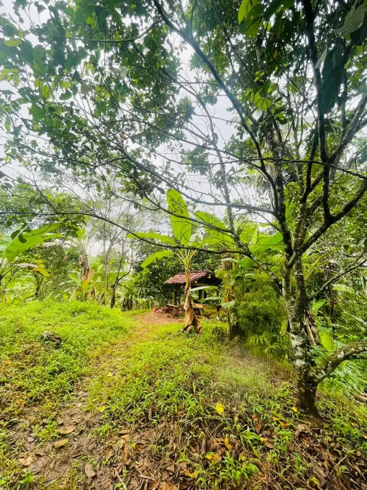 kebun murah tanaman buah lengkap
