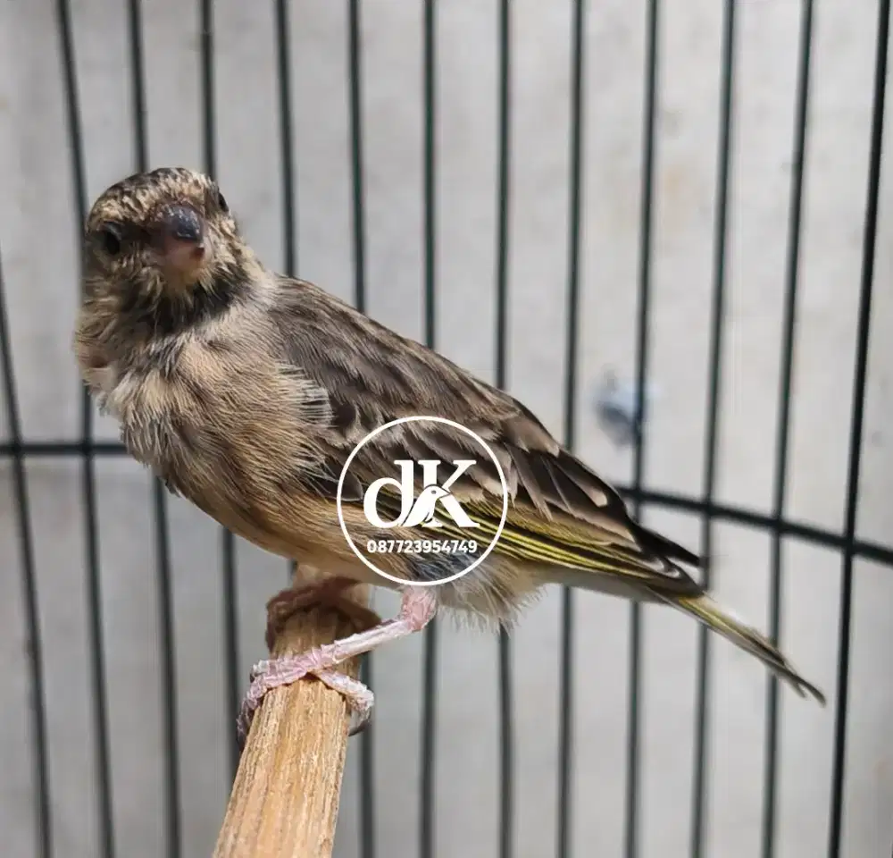 Blackthroat Betina siapan