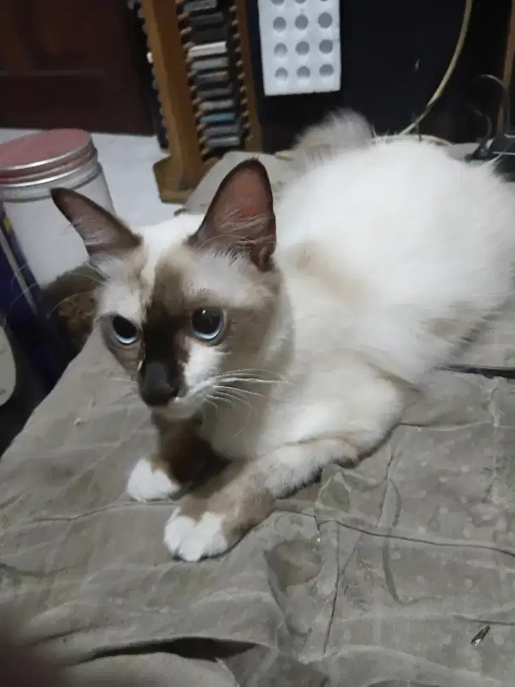 Kucing Himalaya Ragdol Betina