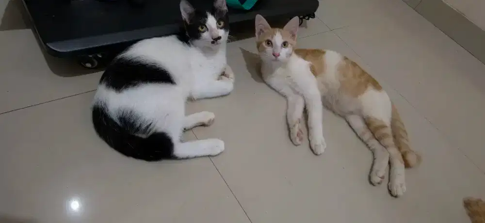 3 ANAK KUCING UMUR 4 BULAN GEMUK SEHAT GRATIS