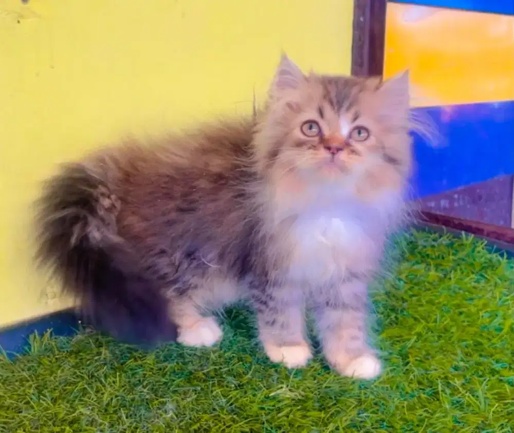 Kucing Ras Anggora Persia