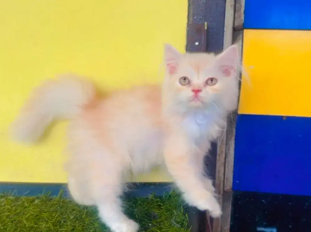 Kucing Ras Anggora Persia