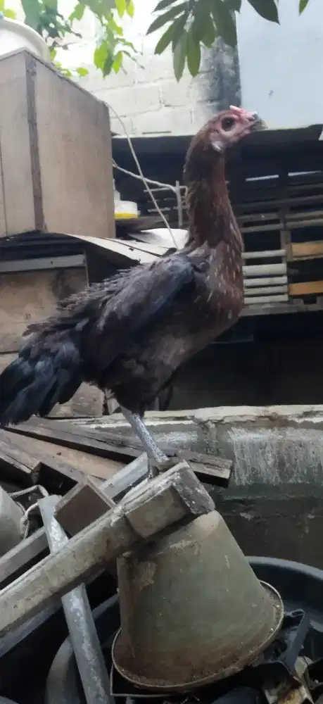 Ayam Bangkok biang