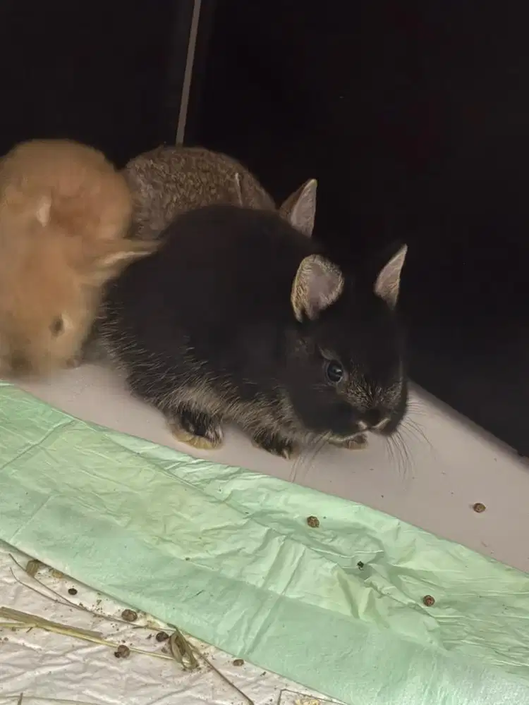Kelinci Netherland Dwarf ND Pure Jr Anakan Jantan