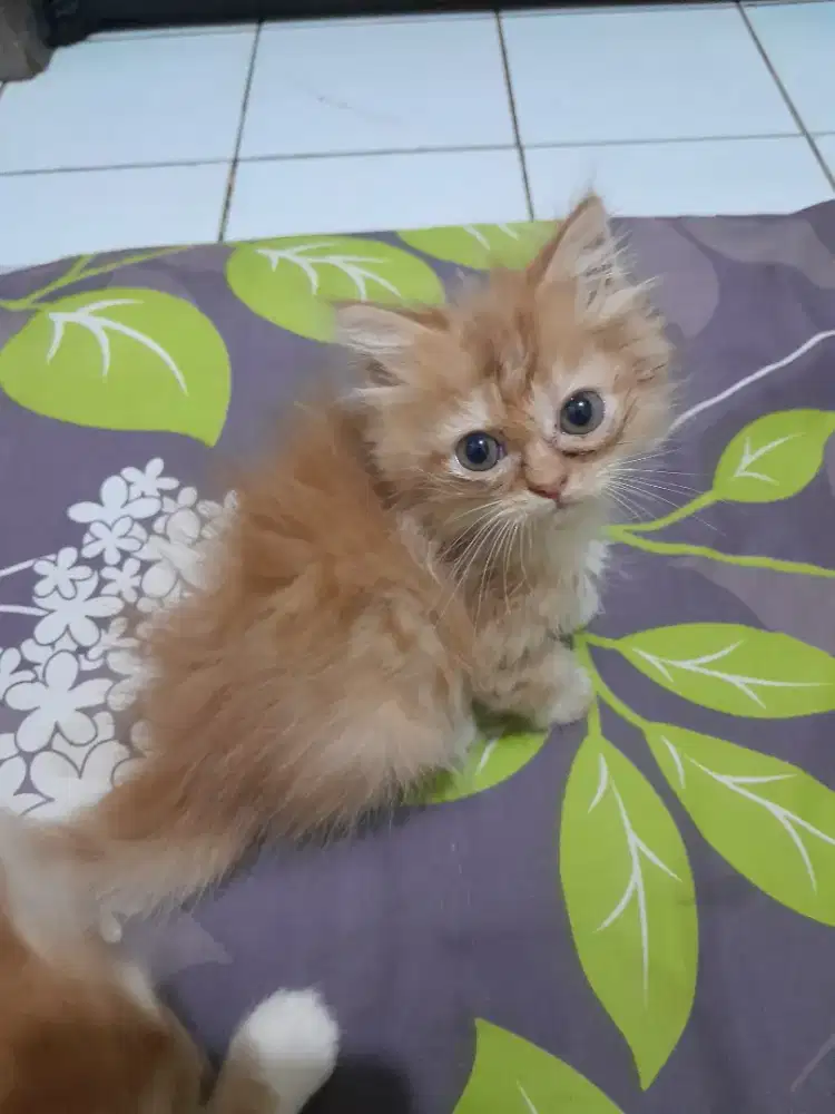 Kitten betina persian