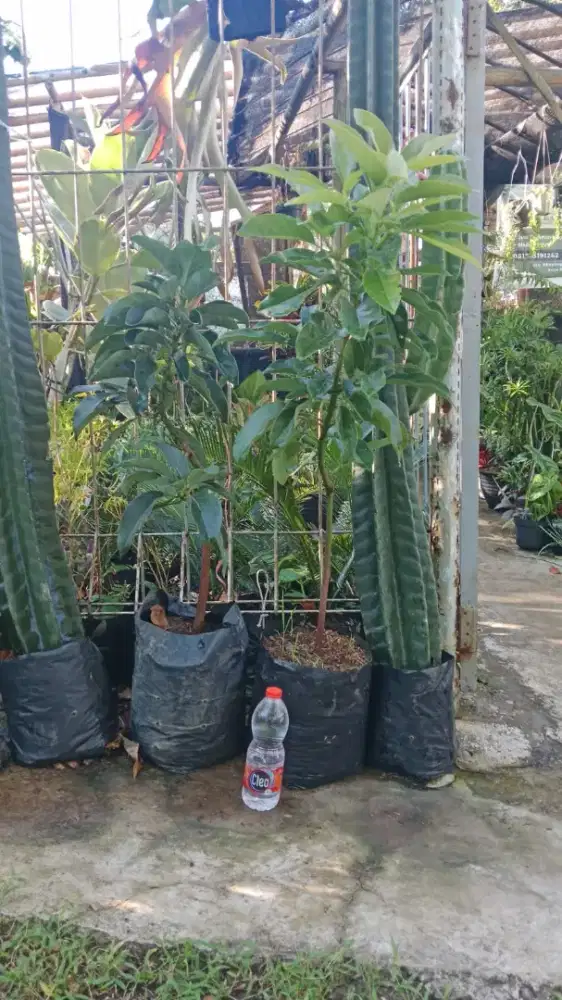 Menjual Bibit bibit