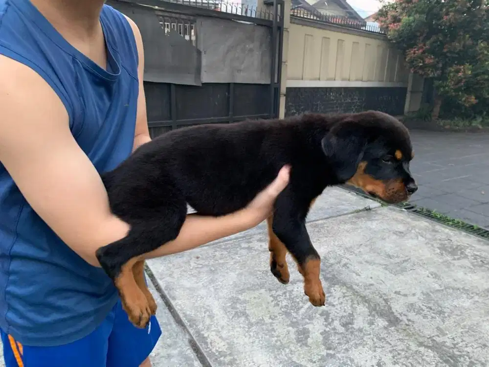 anakan Rottweiler betina umur 2 bulan