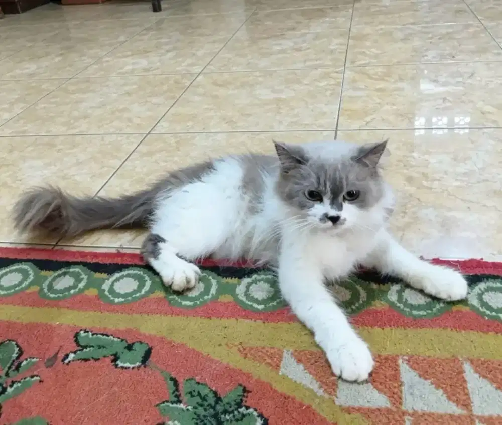 Kucing himalayan persia lucu