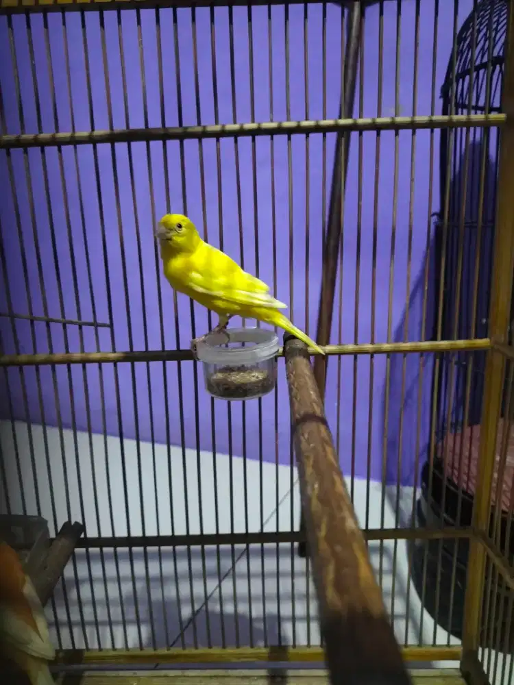 Burung kenari betina dara warna kuning terang