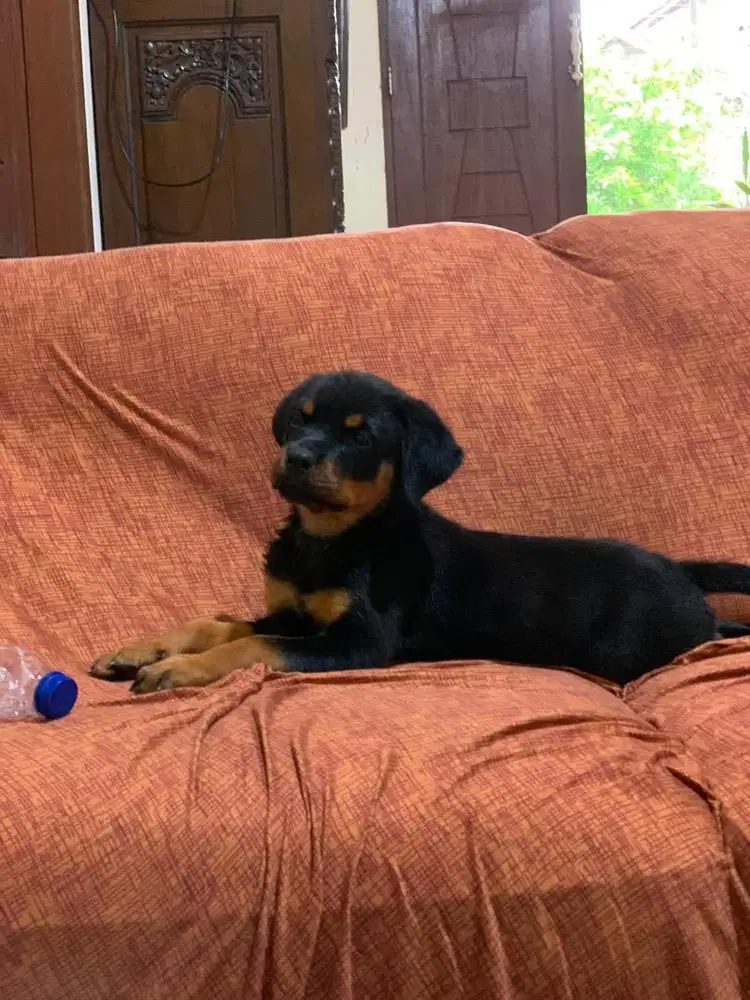 Rottweiler Puppy female stb vaksin